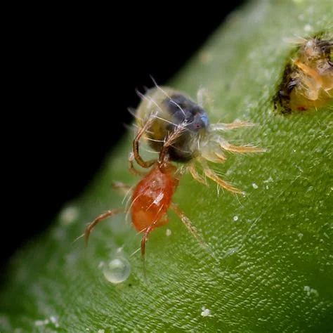 beneficial-insects-lady-beetles.jpg