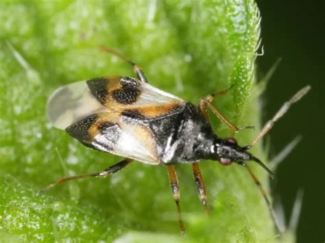 beneficial-insects-minute-pirate-bugs.jpg