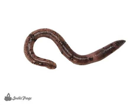 best-worms-for-composting-european-nightcrawlers.jpg