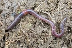 best-worms-for-composting-african-nightcrawlers.jpg