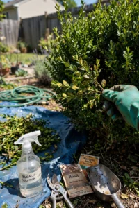 boxwood-pruning-featured.jpg