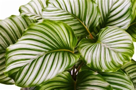 bright-indirect-light-plants-calathea-orbifolia.jpg