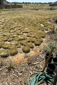 buffalo-grass-lawn-featured.jpg