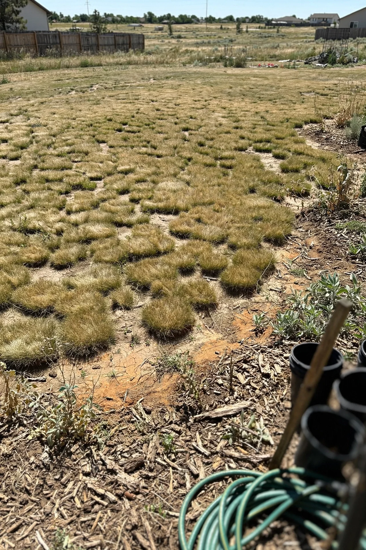 buffalo-grass-lawn-featured.jpg