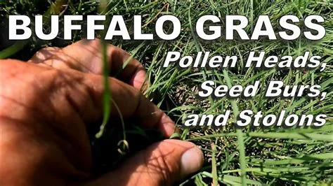 buffalo-grass-lawn-seed-establishment.jpg
