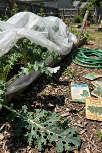 cabbage-worm-control-featured.jpg