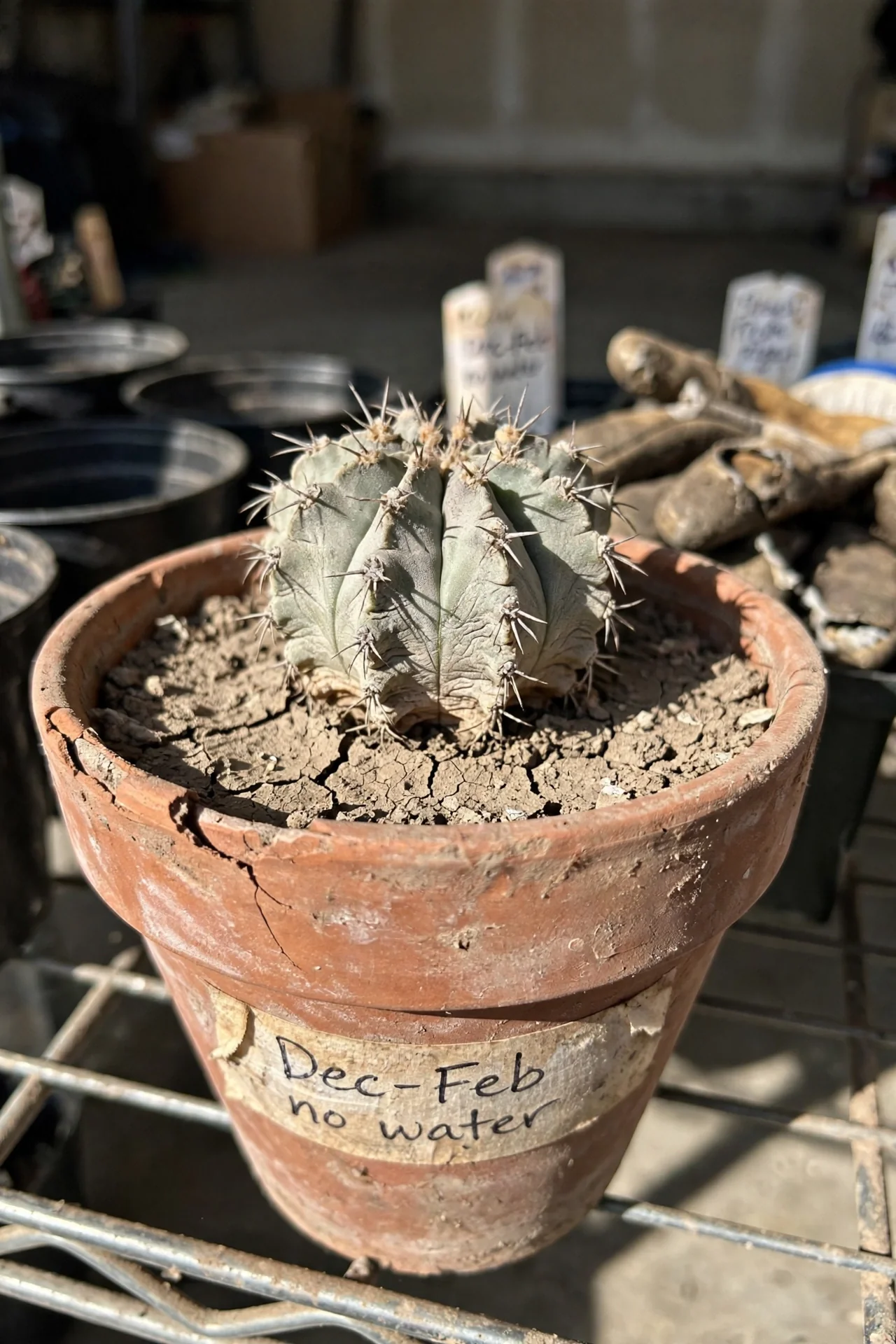 cactus-watering-schedule-seasonal-ramp-method.jpg