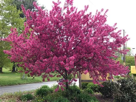 cedar-apple-rust-resistant-crabapple-cultivar.jpg