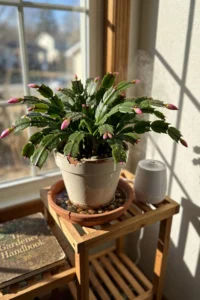 christmas-cactus-care-featured.jpg