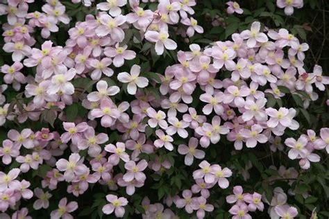 clematis-pruning-groups-hands-off-approach.jpg
