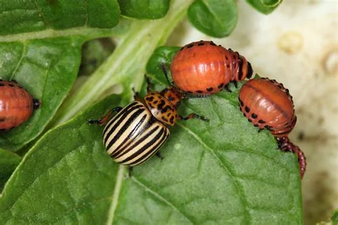 colorado-potato-beetle-control-trap-cropping.jpg