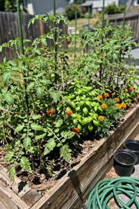 companion-planting-for-pests-featured.jpg