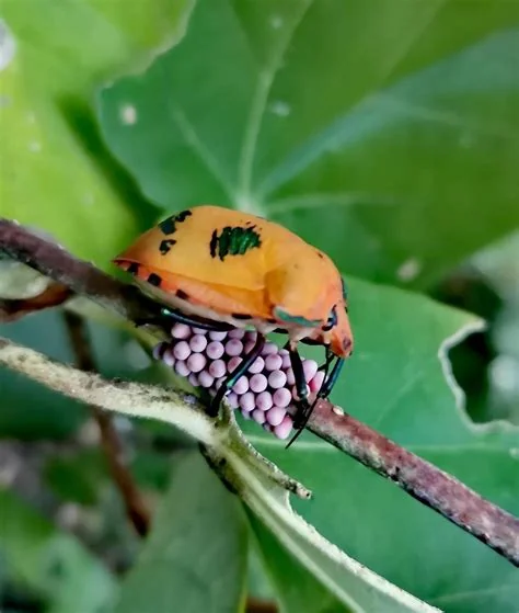 companion-planting-for-pests-mustard-greens.jpg