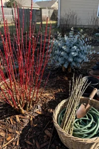 coppicing-featured.jpg