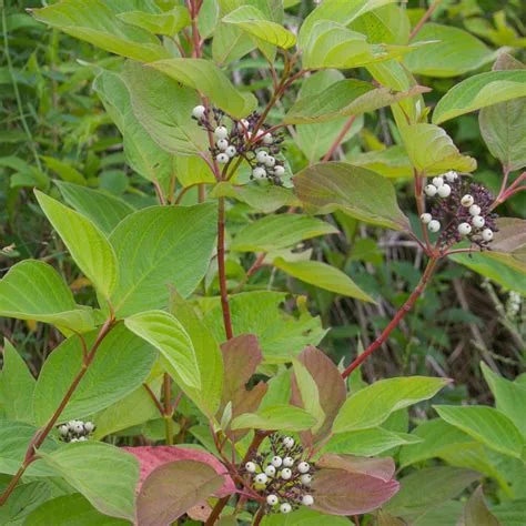 coppicing-winter-stem-color.jpg
