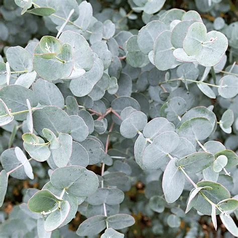 coppicing-eucalyptus-juvenile-leaves.jpg