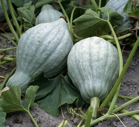 cucumber-beetle-control-trap-cropping-blue-hubbard-squash.jpg