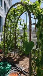 cucumber-trellis-ideas-featured.jpg