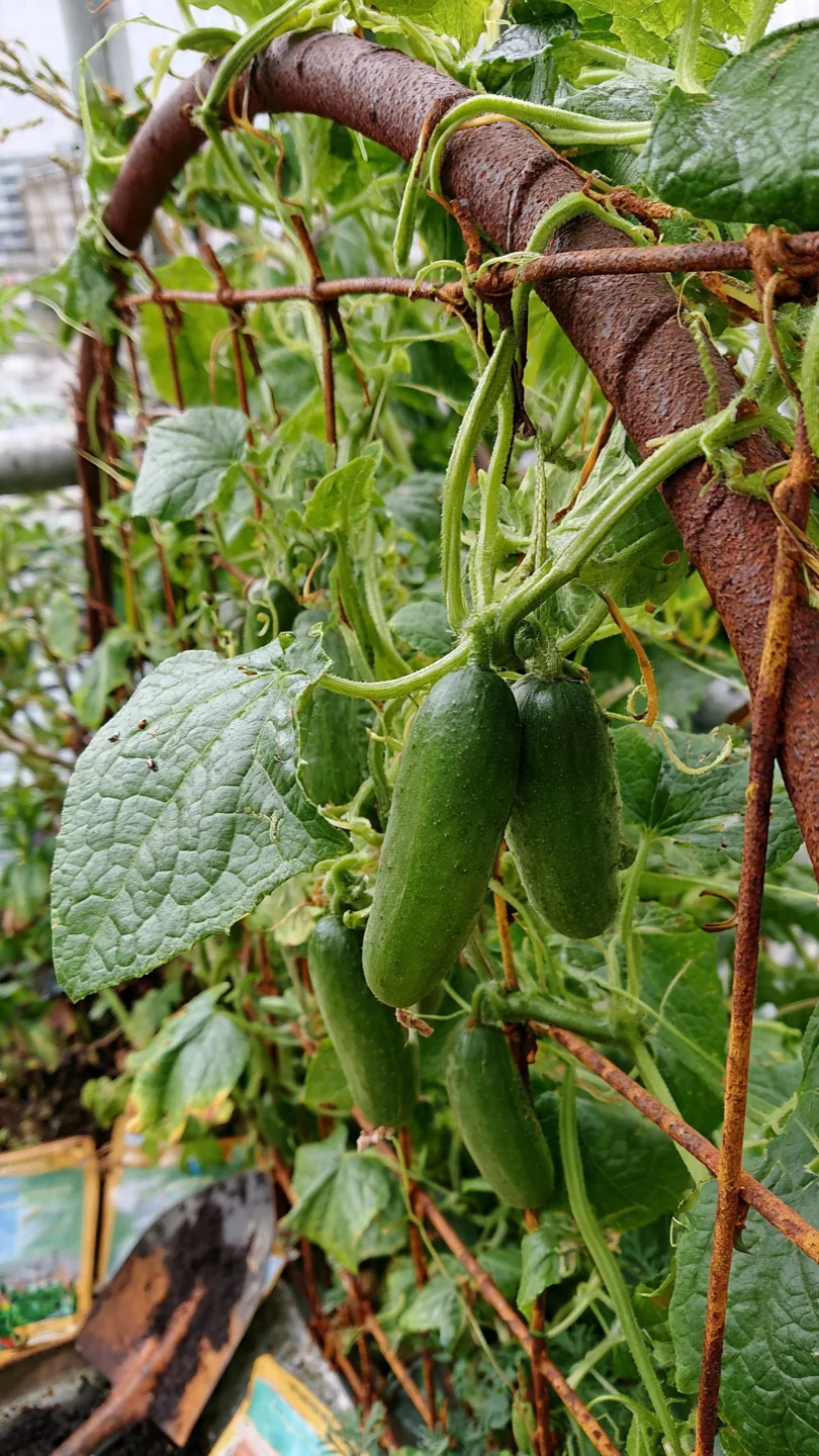cucumber-trellis-ideas-cattle-panel-arch-trellis.jpg