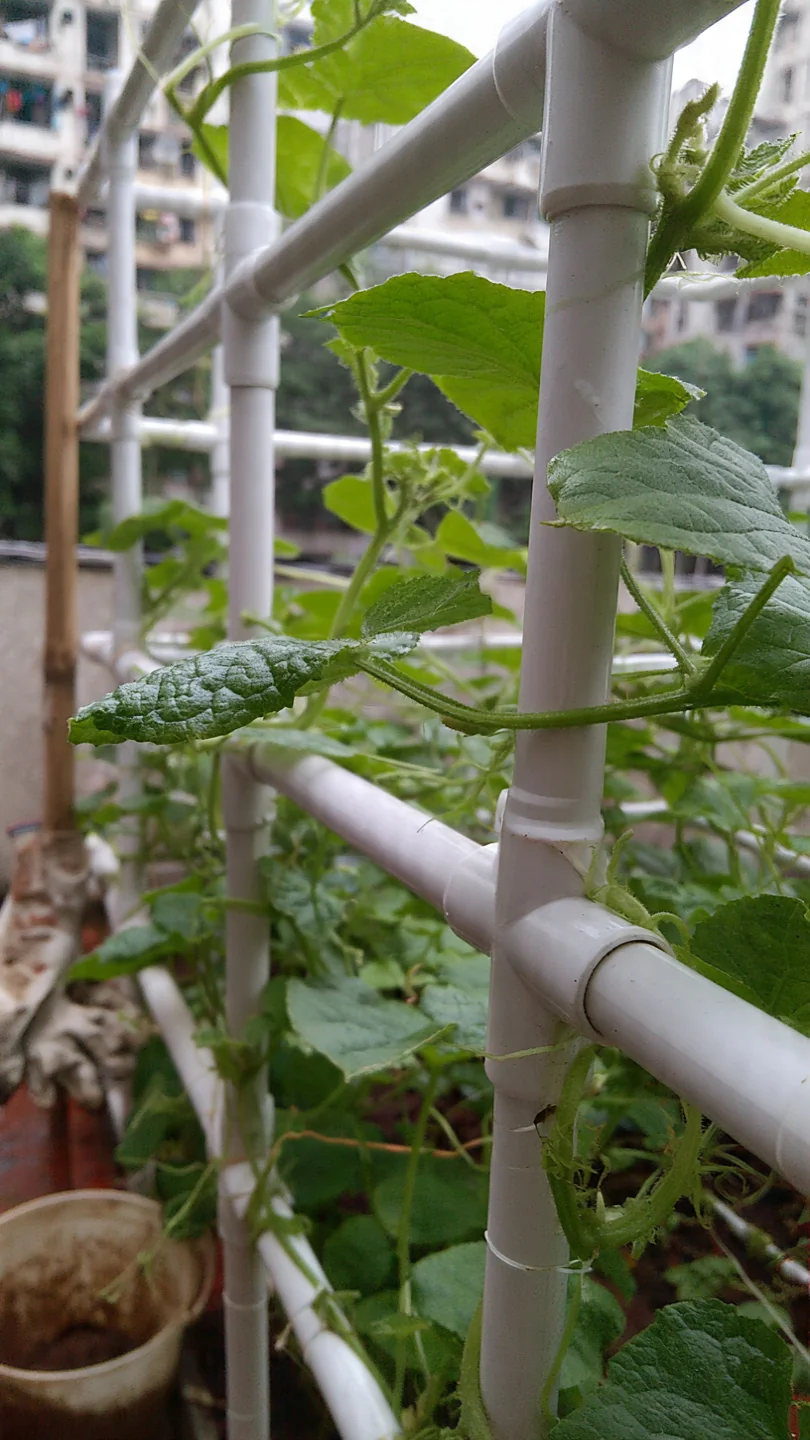 cucumber-trellis-ideas-pvc-pipe-grid-trellis.jpg