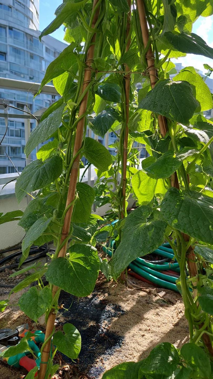 cucumber-trellis-ideas-adapted-bean-teepee-trellis.jpg