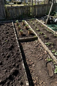 cutworm-prevention-featured.jpg