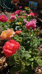 deadheading-flowers-featured.jpg