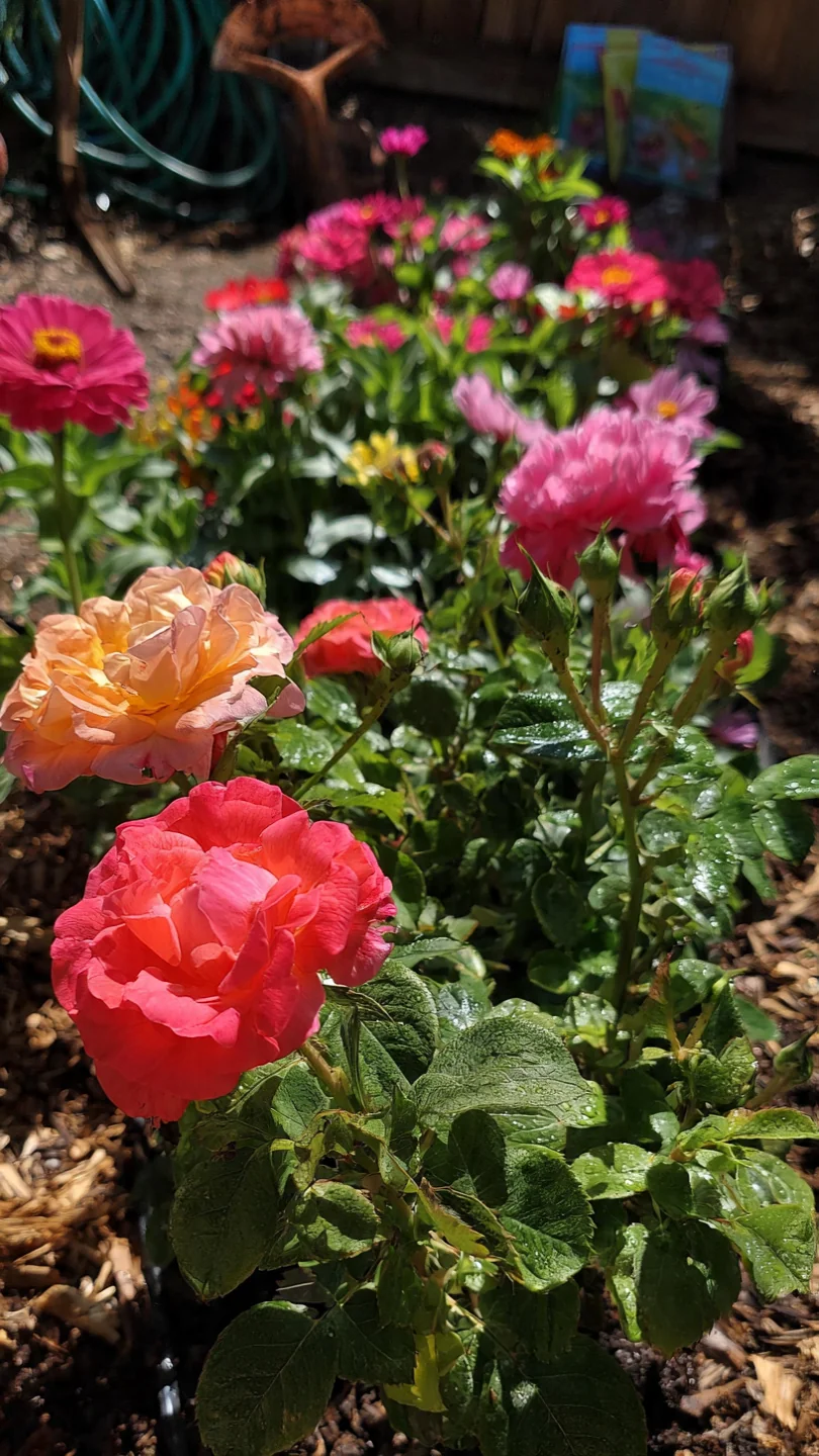 deadheading-flowers-featured.jpg