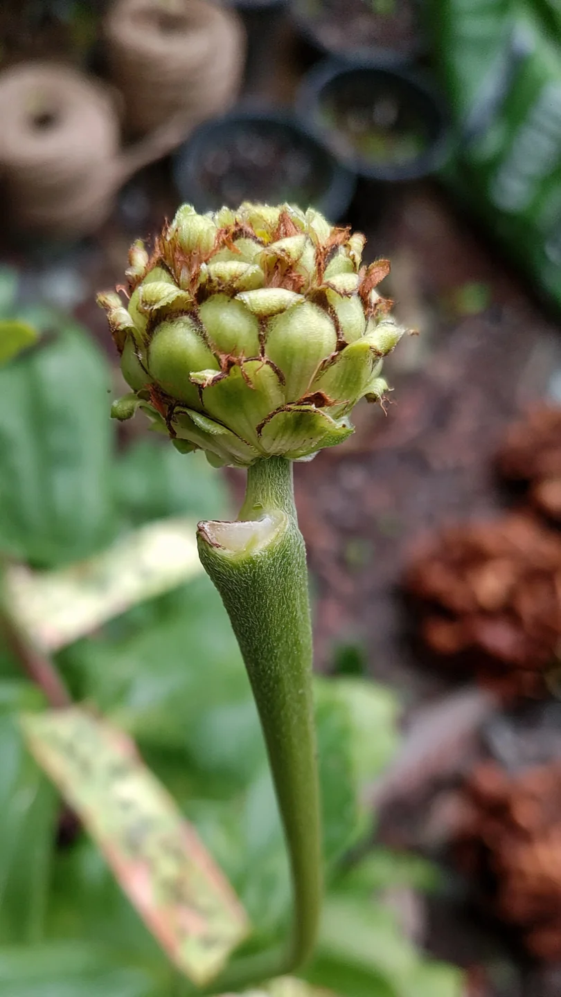 deadheading-flowers-zinnias.jpg