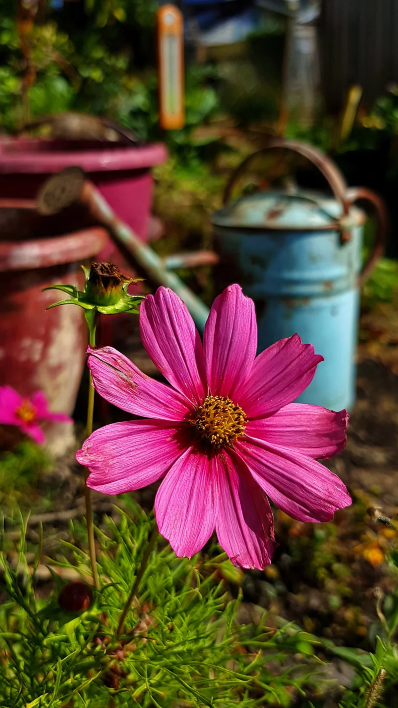 deadheading-flowers-cosmos.jpg