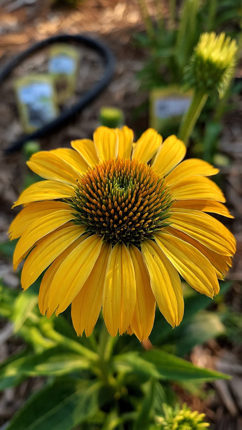 deadheading-flowers-echinacea.jpg