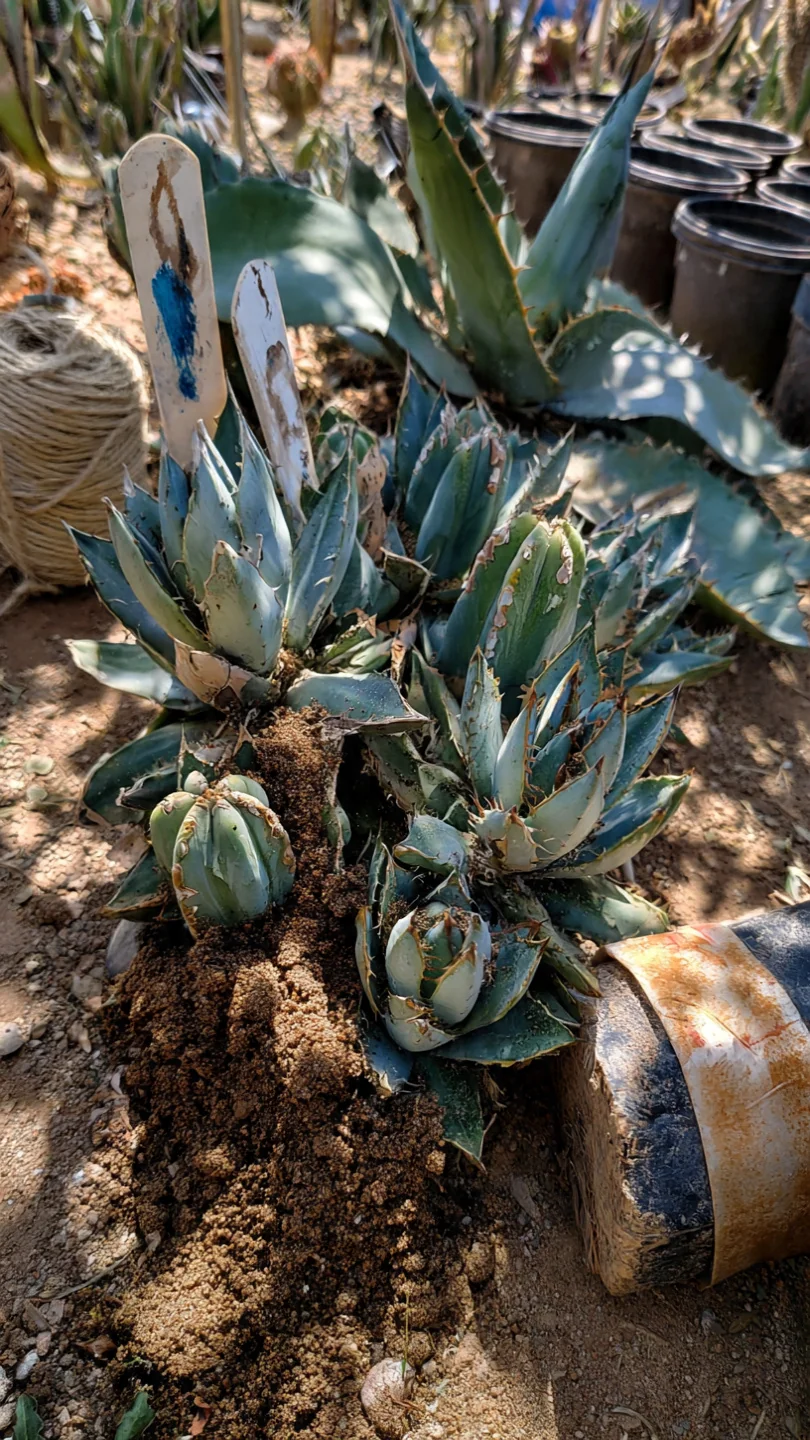 desert-garden-ideas-sculptural-cactus-and-agave-clusters.jpg